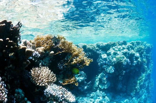 coral reef, an underwater landscape. Wildlife of the Red Sea.