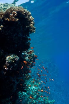 coral reef, an underwater landscape. Wildlife of the Red Sea.