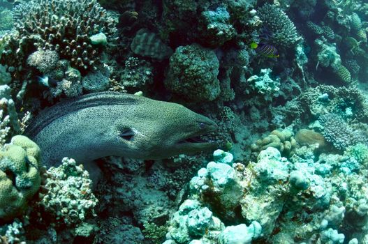 Morey eel in coral reef. wildlife in Red sea.