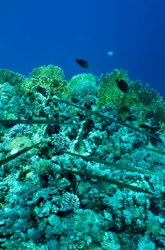 shoals of needlefish on coral reef  background . Wildlife of Red Sea, Egypt