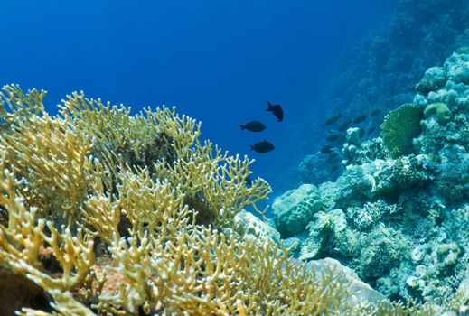 coral reef, an underwater landscape. Wildlife of the Red Sea.