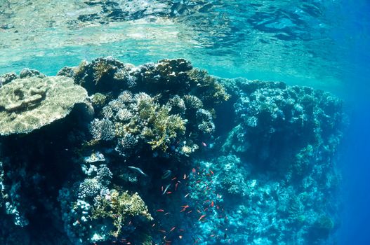 coral reef, an underwater landscape. Wildlife of the Red Sea.