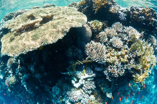 coral reef, an underwater landscape. Wildlife of the Red Sea.