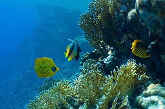 underwater landscape. coral reef and tropical fish.