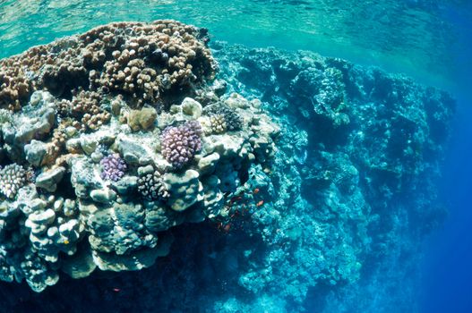 coral reef, underwater landscape. wildlife in Red Sea.