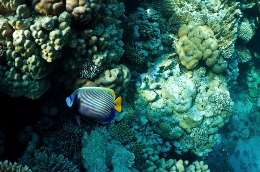 underwater landscape. coral reef and tropical fish.