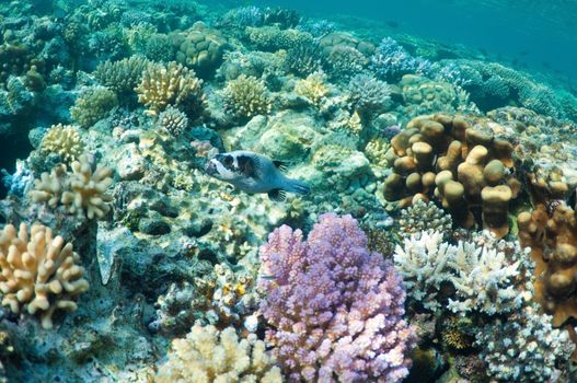 puffer fish, Porcupinefish (Diodon hystrix) in coral garden, underwater landscape. Wildlife of the ocean.