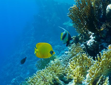 wildlife, underwater landscape. coral reef and tropical fish.