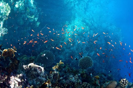 coral reef,  underwater landscape. Wildlife of the Red Sea.