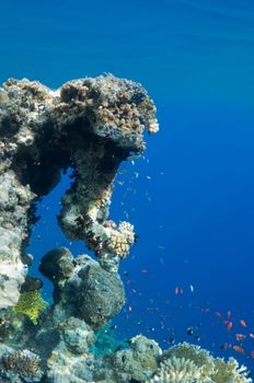 coral reef, an underwater landscape. Wildlife of the Red Sea.