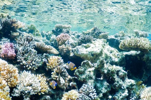 coral reef,  underwater landscape. Wildlife of the Red Sea.