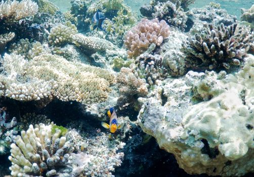 coral reef,  underwater landscape. Wildlife of the Red Sea.