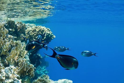 coral reef,  underwater landscape. fish dance of the Red Sea.