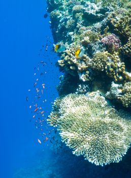 coral reef, an underwater landscape. Wildlife of the Red Sea.