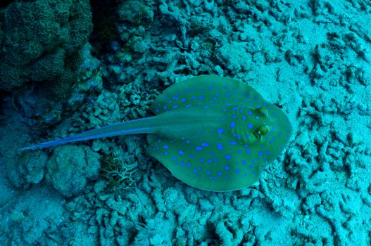 Blue spotted stingray among corals at the bottom of  Red Sea. (Taeniura lymma).