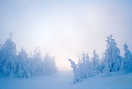 evening winter snow-covered forest. frost, fog, sunset