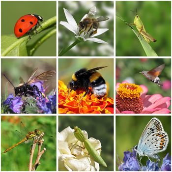 collage with macro photos of insects