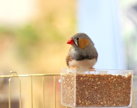 Finches bird sitting on a feeder and pecks grain
