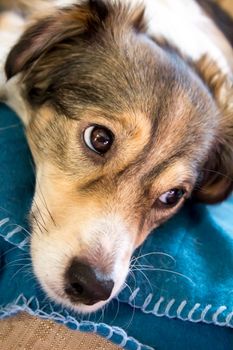 Melancholy dog