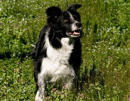 Border collie