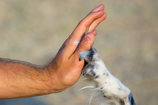 Dog paw and human hand giving five