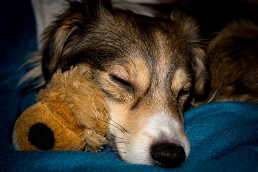 A Dog is sleeping with a toy