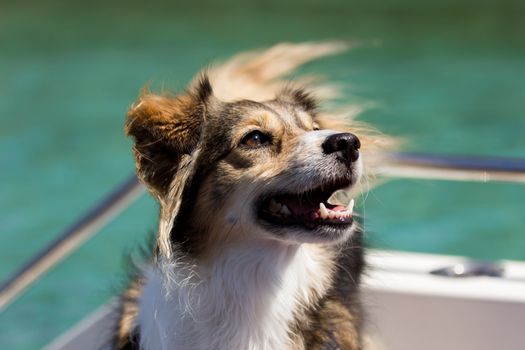 Happy dog on a boat in the summertime