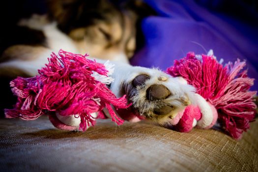 Dog and toy