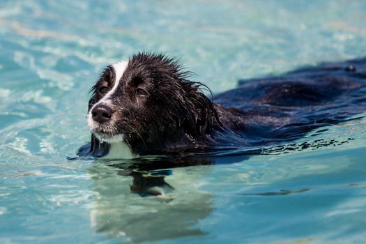 Swimming dog