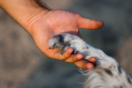 Dog paw and human hand  