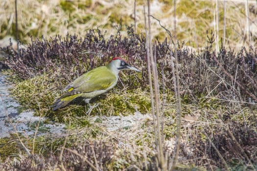 The image of the European Green Woodpecker, Picus viridis is shot in April 2013 in the forest by Fredriksten Fortress in Halden, Norway.