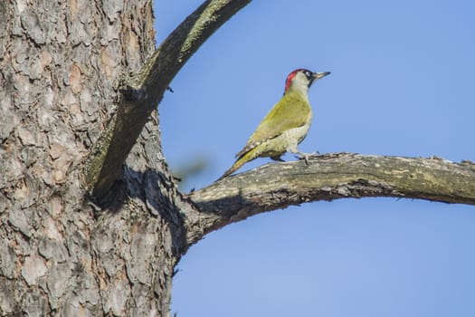 The image of the European Green Woodpecker, Picus viridis is shot in April 2013 in the forest by Fredriksten Fortress in Halden, Norway.