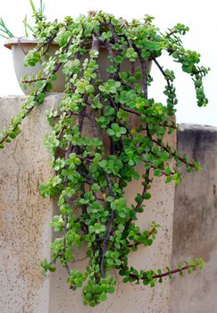 succulent plant with small green fleshy leaves