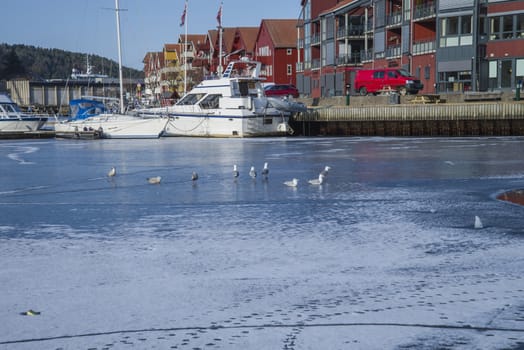 The harbor in Halden, Norway is frozen and the seagulls sitting on the ice and resting. The picture was shot one day in March 2013