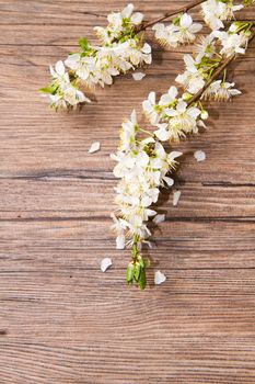 Wood background with spring flowers