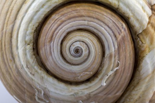 isolated great skeleton of sea shell - macro