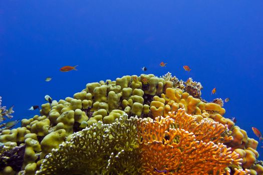 beautiful yellow hard coral at the bottom of tropical sea