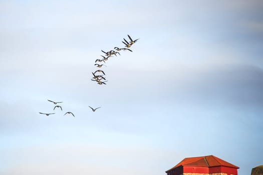 canada geese (branta canadensis) that fly in formation high in the air above the tista river in halden, the picture was shot one day in march 2013.