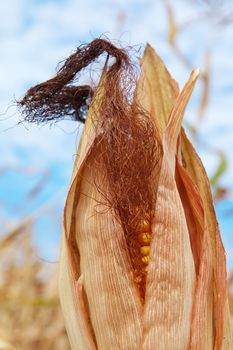 corn field at harvest time