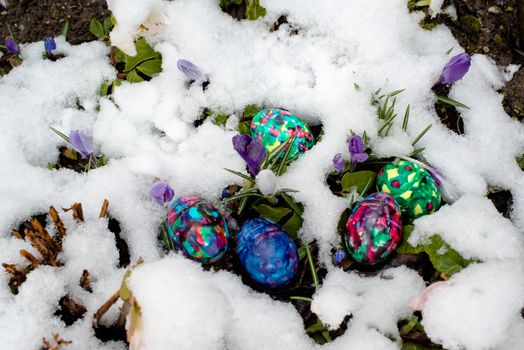 Colorful Easter eggs in snowy garden with crocuses