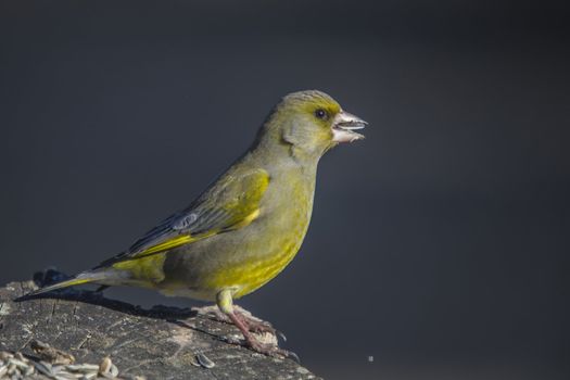 The picture of Greenfinch is shot by a tree stump in the forest at Fredriksten fortress in Halden, Norway a day in April 2013.