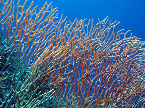 coral reef with great gorgonian at the bottom of red sea in egypt






coral reef with great gorgonian at the bottom of tropical sea