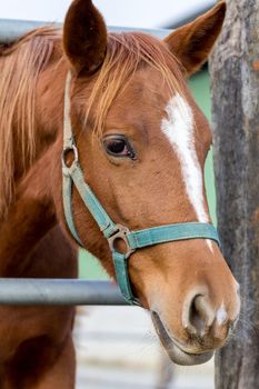 The head of an horse in a farm 