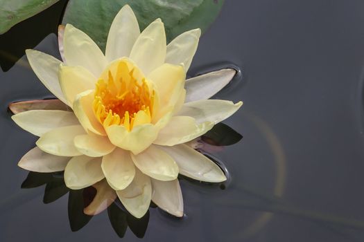 Yellow Water Lily Floating in Pond, Closeup