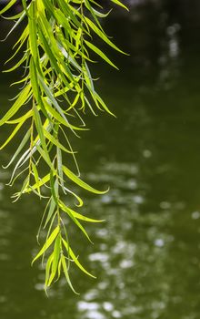 Green Branches of Willow over Water, Nature Shoot