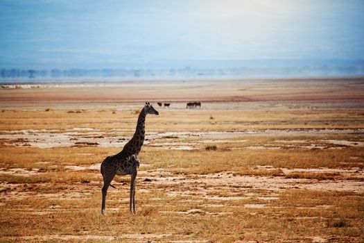 Single giraffe on savanna. Safari in Amboseli, Kenya, Africa