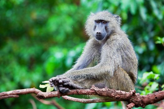 Baboon monkey in African bush. Lake Manyara National Park in Tanzania