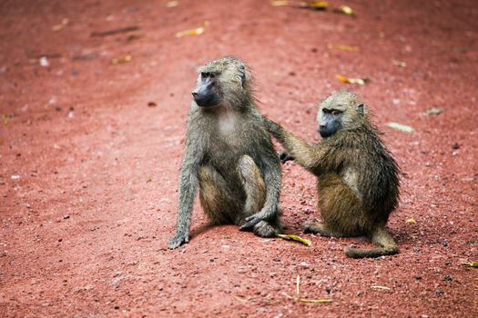 Two Baboon monkeys in African bush. Lake Manyara National Park in Tanzania