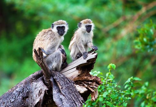 The vervet monkey in bush in Lake Manyara National Park, Tanzania.