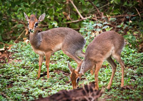 A couple of dik-dik antelopes, in Africa. Lake Manyara national park, Tanzania